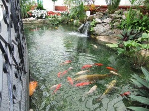 The pond in the Glasshouses
