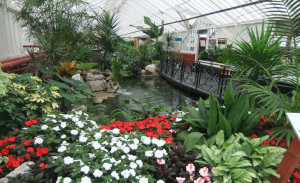 Pond inside the Glasshouse image005