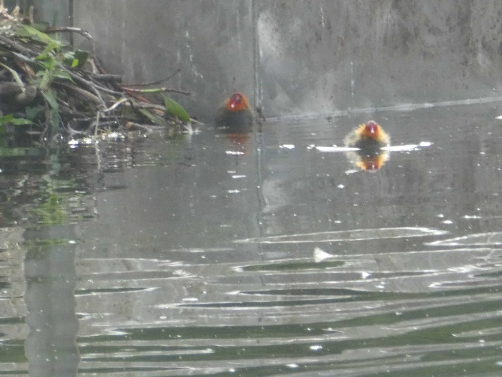 Two new cootlings spotted.