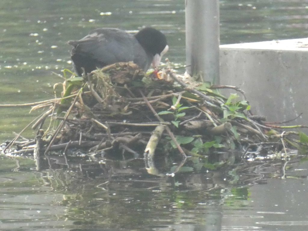 Dad coot's attentiveness reveals a new hatchling on the nest.